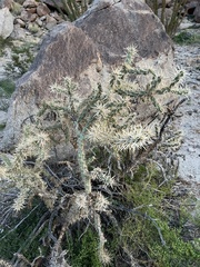 Cylindropuntia