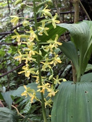 Cephalantheropsis obcordata