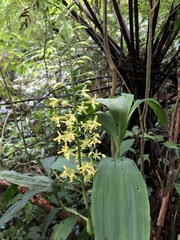 Cephalantheropsis obcordata
