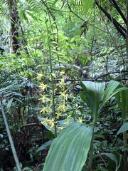 Cephalantheropsis obcordata