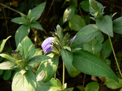 Cynarospermum asperrimum
