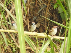 Passer montanus saturatus