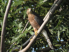 Accipiter cooperii