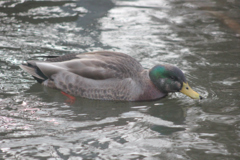 Anas rubripes × platyrhynchos