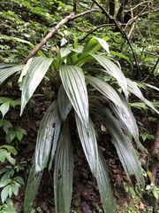 Calanthe formosana