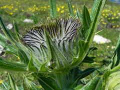 Cirsium lobelii