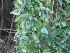 Tetrastigma formosanum