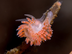 Coryphella