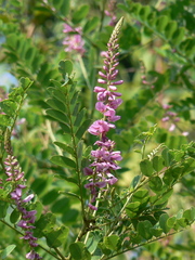 Indigofera cassioides