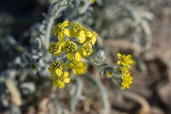 Baileya pauciradiata