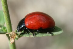 Chrysolina lutea