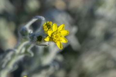 Baileya pauciradiata