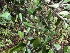 Elaeagnus oldhamii