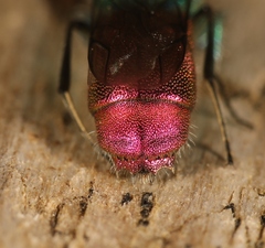 Chrysis ignita
