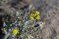 Baileya pauciradiata