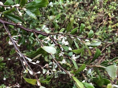 Elaeagnus oldhamii