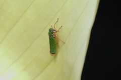 Versigonalia vermiculata
