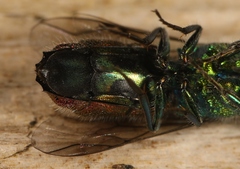 Chrysis ignita