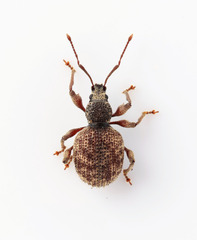 Otiorhynchus crataegi