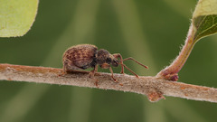 Otiorhynchus crataegi