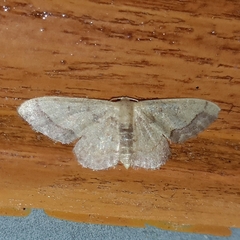 Idaea