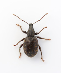 Otiorhynchus aurifer