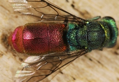 Chrysis ignita