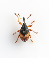 Nanophyes marmoratus