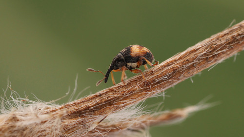 Flower Bud Weevil, photo 3 of 10