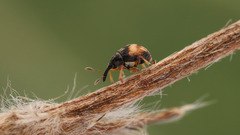 Nanophyes marmoratus
