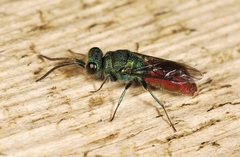 Chrysis ignita