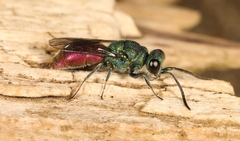 Chrysis ignita