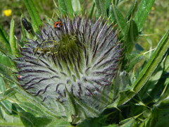 Cirsium lobelii