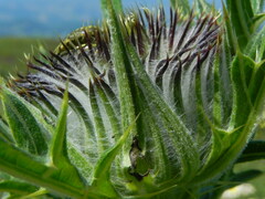 Cirsium lobelii