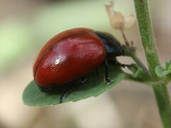 Chrysolina lutea