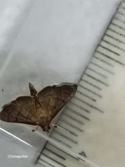 Rhectocraspeda periusalis