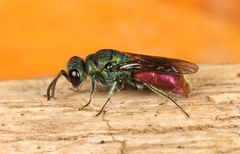 Chrysis ignita