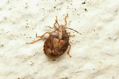 Antiteuchus tripterus