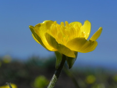 Ranunculus bulbosus