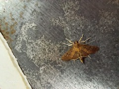 Rhectocraspeda periusalis