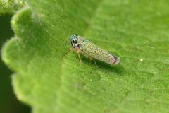 Versigonalia vermiculata