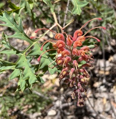 Grevillea bipinnatifida
