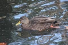 Anas rubripes × platyrhynchos