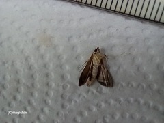 Rhectocraspeda periusalis