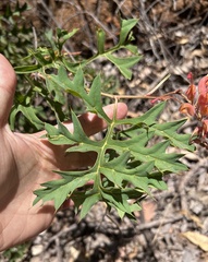 Grevillea bipinnatifida