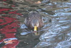 Anas rubripes × platyrhynchos