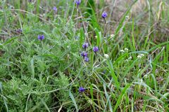 Lavandula multifida