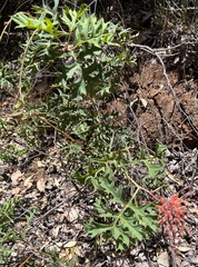 Grevillea bipinnatifida