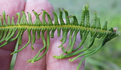 Sticherus umbraculifer