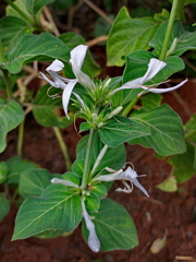 Hypoestes aristata